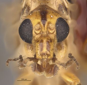 Media type: image;   Entomology 27288 Aspect: head frontal view